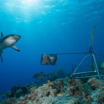 Se extinguen los tiburones en República Dominicana y otras partes del mundo