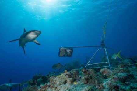 Se extinguen los tiburones en República Dominicana y otras partes del mundo