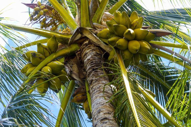 Científicos dicen aceite de coco ayuda a destruir virus del Covid