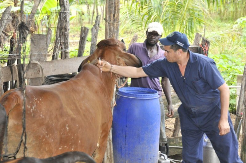 Gobierno comienza jornada gratuita de vacunación de ganado 