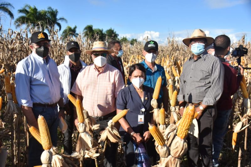 Promueven cultivo alternativo de maíz de alto rendimiento 
