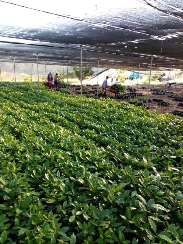 INDOCAFE entrega 400 mil plantas de café a productores de la Región Sur del país