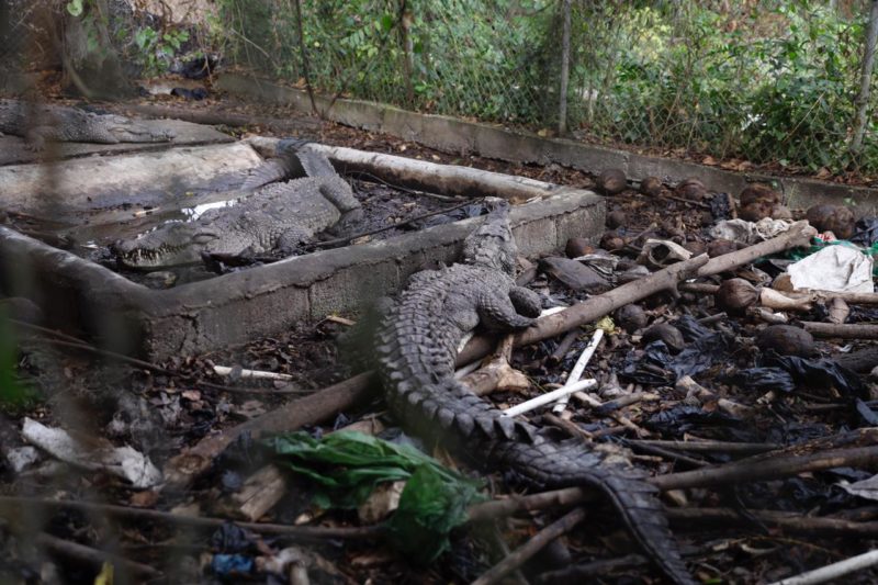 Procuraduría de Medio Ambiente rescata tres cocodrilos mantenidos bajo condiciones deplorables por el ex pelotero José Rijo