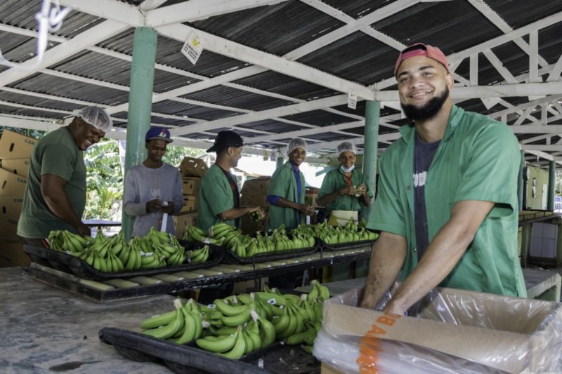 Edesur interconecta más de 300 exportadores de banano orgánico en Azua, que llevaban 20 años usando plantas eléctricas