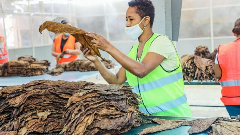 Embajada dominicana abre el mercado egipcio al tabaco nacional